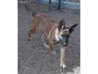 Belgian Malinois Puppy for sale in Erie, CO, USA