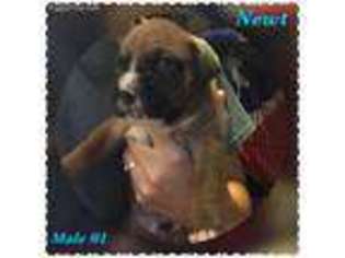 Boxer Puppy for sale in Mannford, OK, USA