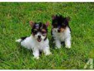 Yorkshire Terrier Puppy for sale in STATESBORO, GA, USA