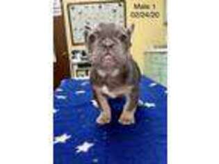 French Bulldog Puppy for sale in Rock Rapids, IA, USA