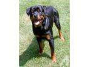 Rottweiler Puppy for sale in TAMPA, FL, USA