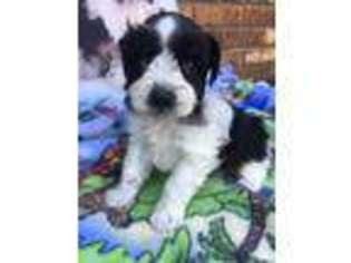Mutt Puppy for sale in Chesaning, MI, USA