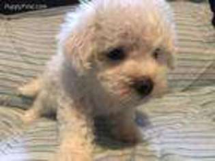 Bichon Frise Puppy for sale in Norton, VA, USA
