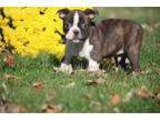 Boston Terrier Puppy for sale in Muskegon, MI, USA