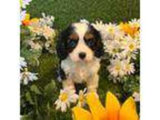 Cavalier King Charles Spaniel Puppy for sale in Charlotte, NC, USA