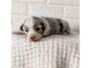 Miniature Australian Shepherd Puppy for sale in Payson, UT, USA