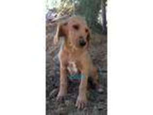Labradoodle Puppy for sale in Desert Hot Springs, CA, USA
