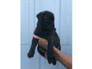 Bullmastiff Puppy for sale in Emporia, KS, USA