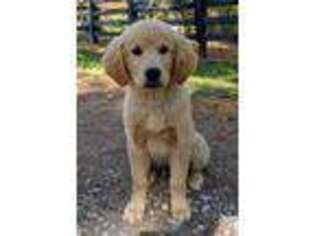 Golden Retriever Puppy for sale in Fairdale, KY, USA