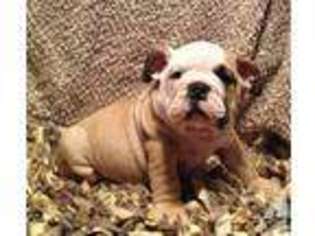 Bulldog Puppy for sale in ROSEBUD, MO, USA