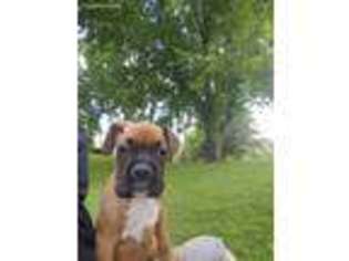 Boxer Puppy for sale in Westerlo, NY, USA