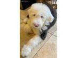 Old English Sheepdog Puppy for sale in Forked River, NJ, USA