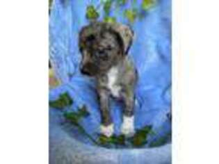 Chorkie Puppy for sale in Spokane, WA, USA
