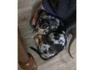 Dachshund Puppy for sale in Greeneville, TN, USA