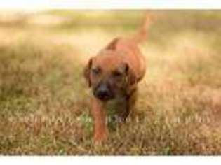 Rhodesian Ridgeback Puppy for sale in Lagrange, GA, USA