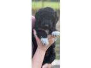 Goldendoodle Puppy for sale in Athens, TX, USA