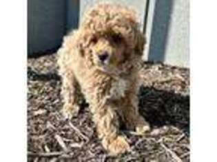 Mutt Puppy for sale in Saint Cloud, MN, USA
