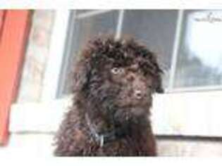 Mutt Puppy for sale in Bowling Green, KY, USA