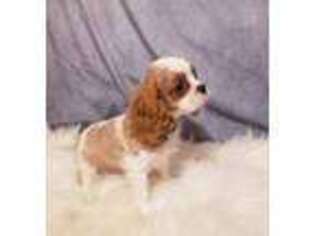 Cavalier King Charles Spaniel Puppy for sale in Canadian, OK, USA