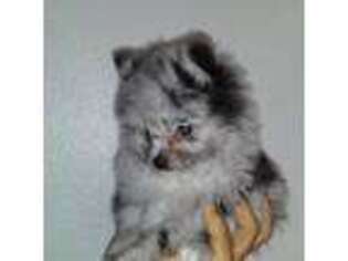 Pomeranian Puppy for sale in Lewisville, TX, USA