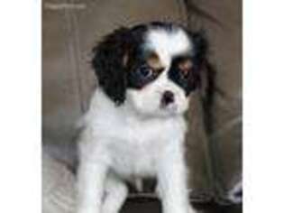 Cavalier King Charles Spaniel Puppy for sale in Elkton, SD, USA