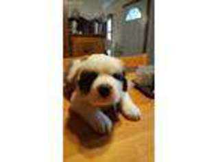 Saint Bernard Puppy for sale in Brookfield, MA, USA