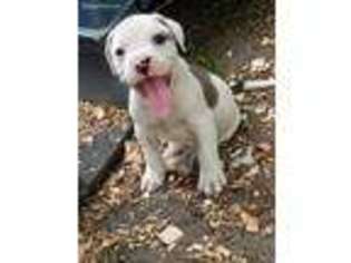 Alapaha Blue Blood Bulldog Puppy for sale in New Bern, NC, USA