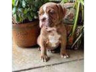 Olde English Bulldogge Puppy for sale in Perris, CA, USA