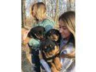 Rottweiler Puppy for sale in Princeton, IL, USA