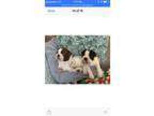 Boston Terrier Puppy for sale in Sykesville, MD, USA