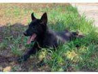 Belgian Malinois Puppy for sale in Inglewood, CA, USA