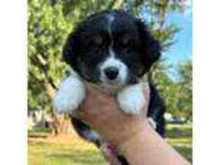 Miniature Australian Shepherd Puppy for sale in Churchville, MD, USA