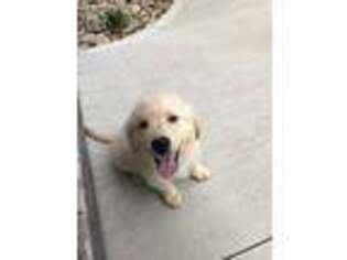 Golden Retriever Puppy for sale in Crossville, TN, USA