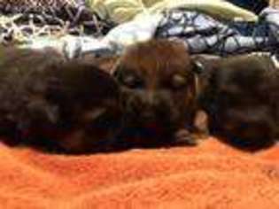 German Shepherd Dog Puppy for sale in Townville, SC, USA
