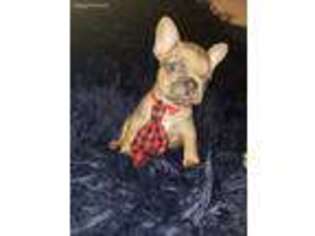 French Bulldog Puppy for sale in Russellville, KY, USA