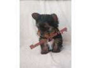 Yorkshire Terrier Puppy for sale in GAINESVILLE, FL, USA