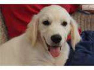 Golden Retriever Puppy for sale in Fort Worth, TX, USA