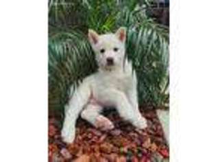 Siberian Husky Puppy for sale in Sacramento, CA, USA