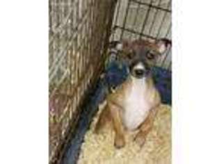 Italian Greyhound Puppy for sale in Phillips, ME, USA