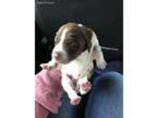 German Shorthaired Pointer Puppy for sale in Fayetteville, NC, USA