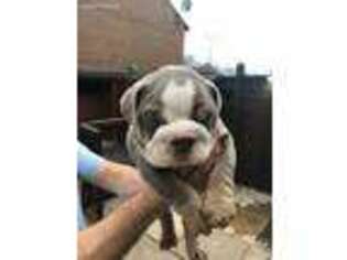 Bulldog Puppy for sale in Success, MO, USA