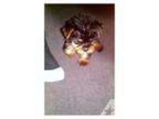 Yorkshire Terrier Puppy for sale in PURLEAR, NC, USA
