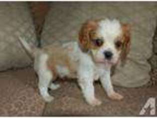 Cavalier King Charles Spaniel Puppy for sale in LAKE STEVENS, WA, USA