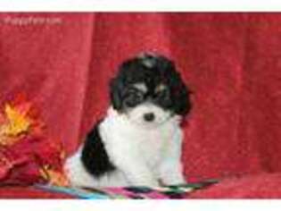 Cavachon Puppy for sale in Quarryville, PA, USA