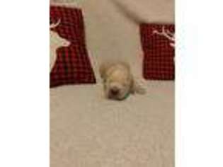 Golden Retriever Puppy for sale in Homewood, IL, USA