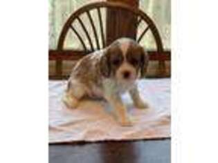 Cavalier King Charles Spaniel Puppy for sale in Oakland, MD, USA