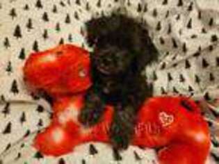 Chorkie Puppy for sale in Ossipee, NH, USA