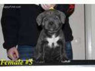 Cane Corso Puppy for sale in Cottage Grove, OR, USA
