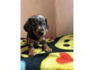 Dachshund Puppy for sale in Rochdale, Greater Manchester (England), United Kingdom