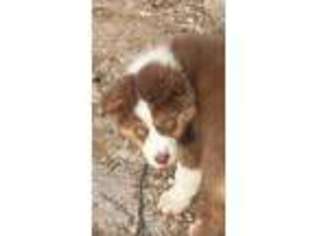 Australian Shepherd Puppy for sale in Slinger, WI, USA